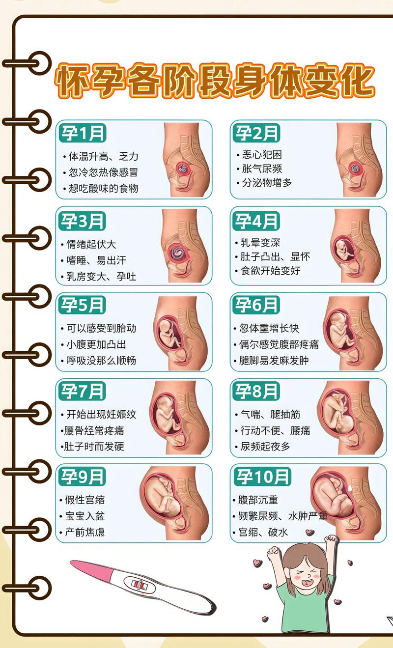揭秘供卵代孕妈妈怀孕小腹分两节，孕期变化的奥秘德阳代生机构: